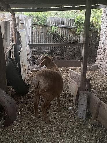 продажа кошек ош: Продаю | Баран (самец), Ягненок | Для разведения — 3