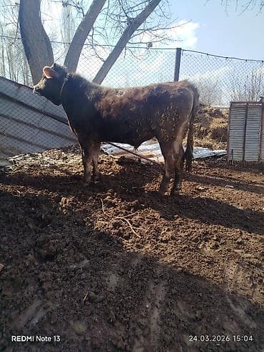 1 5 тай: Продаю | Бык (самец) | На откорм | Привязанные — 3