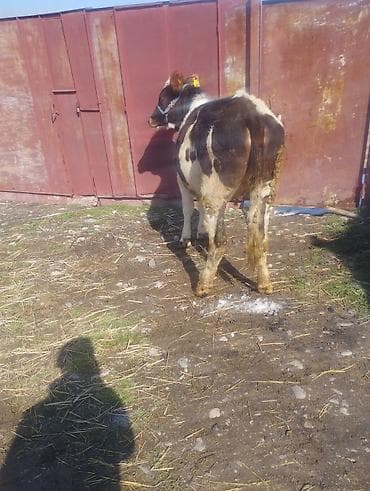 коровы голштин: Продаю | Тёлка | Для молока — 1