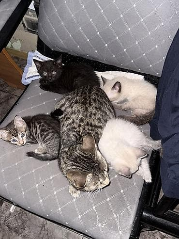 серые кошки фото: Котята от домашней кошки - Помёт разноокрасочный: есть котята — 2