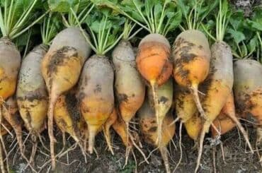 продажа щенков немецкой овчарки с документами в бишкеке: Свёкла кормовая 10 за кг — 1