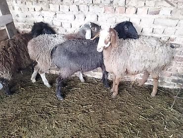 Продаю | Овца (самка) | Полукровка | На забой, Для разведения | Матка, Ярка at lalafo.kg Продаю | Овца (самка) | Полукровка | На забой, Для разведения | Матка, Ярка