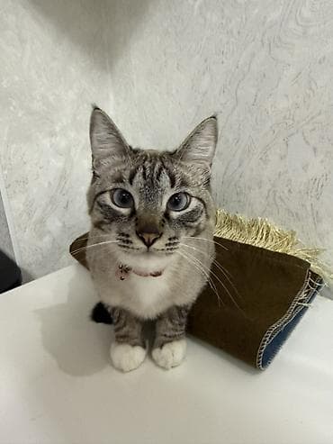 Кошка даром: Балинезийская, 1 год, Мальчик, Кастрирована, Метис, Приучена к лотку