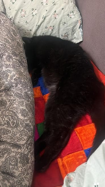 пародистая кошка: Из Каракола. Срочно ищу добрых и ответственных людей для передержки — 2