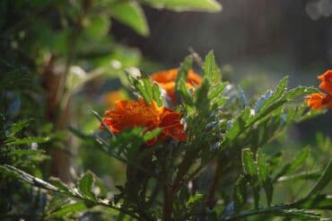 разнорабочий в бишкеке: Ищу бизнес партнера, инвестора, для выращивания овощей (открытый — 28