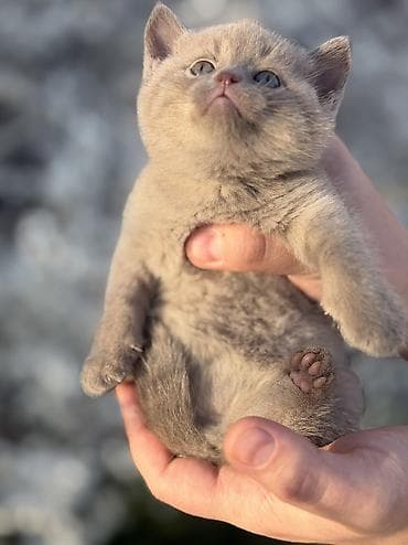 кошка шотландская вислоухая цена: Скотиш Страйт (Шотландская прямоухая), 1 месяц, Девочка, Приучена к лотку, Проглистована — 5