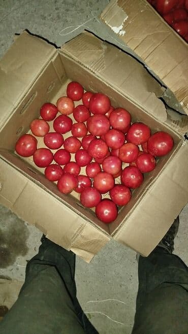 акпп на хонду: Daihatsu Sirion: 2008 г., 1 л, Механика, Бензин, Универсал — 1