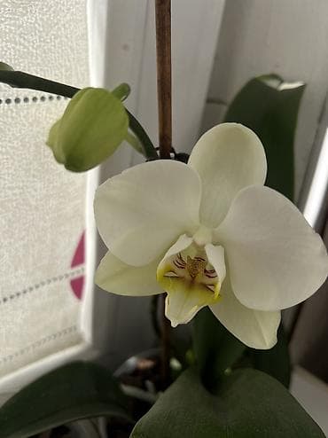 Комнатные розы: 1 орхидея живая цветущая с двумя цветоносами 1500 сом . 2Орхидея — 10