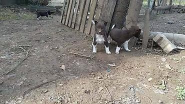 пастушья собака: Порода Собак, Zerdava/Зердава ( ТУРЕЦКАЯ порода собак). Можете за — 2