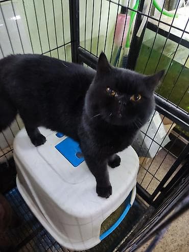 цена вислоухой кошки: Британская короткошёрстная, 1 год, Мальчик, Черный, Кастрирована — 2