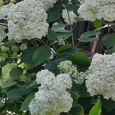 сад и огород: Садовые цветы — 10