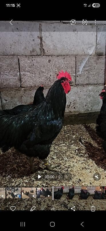 Зоотовары: Продаю | Куры | Для разведения — 10