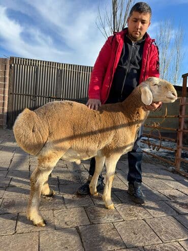 богоз уй: Продаю | Баран (самец) | Арашан | Для разведения | Племенные — 3