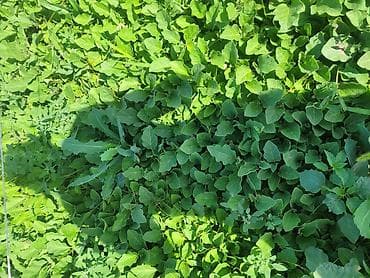 продам сахар: Рассада овощных культур открытого грунта - Перец сладкий (фото 1) — 2