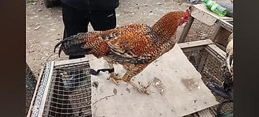 Продаю | Петух | Для разведения