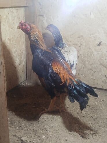 собаки рынок в бишкеке цены: Дакан тулок короз сатылат активный алмашу жолдору бар адрес Бишкек — 3