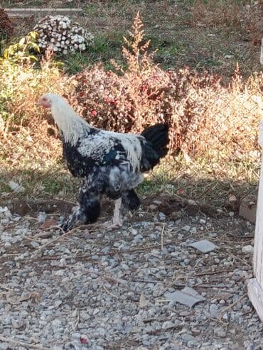 возьму собаку в добрые руки: Продаю | Петух | Для разведения — 1