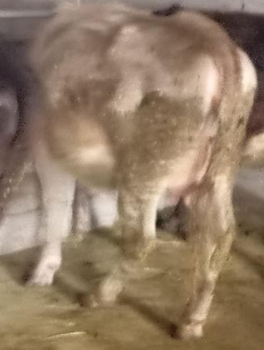 ангус парода: Продаю | Корова (самка) | Алатауская | Для молока | Стельные — 3