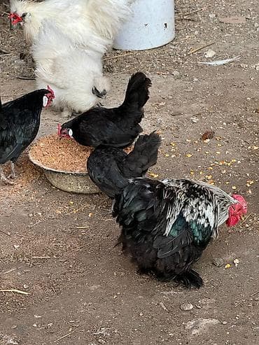 суповые куры: Продаю карликов черные петух кур — 3