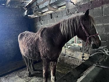 Индюки: Продаю | Кобыла (самка), Конь (самец), Жеребец | Кара Жорго — 2