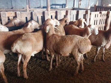 отдам породистую собаку в хорошие руки: Продаю | Баран (самец) | Арашан | Для разведения | Племенные — 12