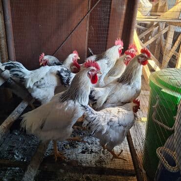 клеточное оборудование для кур несушек: Сатам | Короздор | Көбөйтүү үчүн — 3