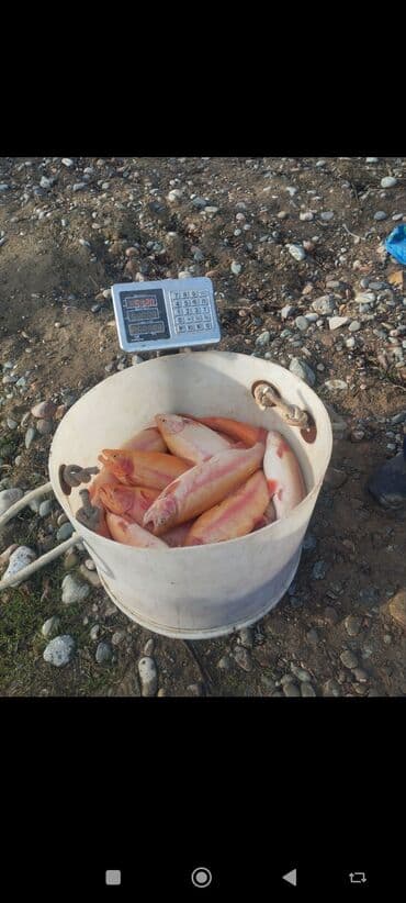 Продаю Форель радужная и янтарная !!! в живом виде. ТОКМОК от 1.3кг at lalafo.kg Продаю Форель радужная и янтарная !!! в живом виде. ТОКМОК от 1.3кг