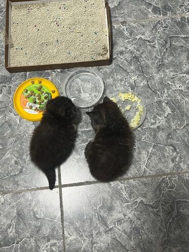 продается котенок: Котёнок, пушистый черно‑дымчатый с белыми “носочками” и грудкой — 7