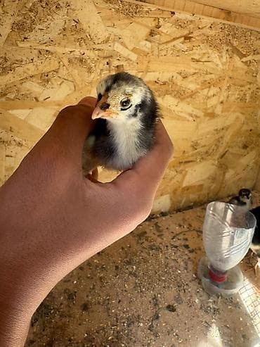 паилка для кур: Продаю | Цыплята | Для разведения — 5