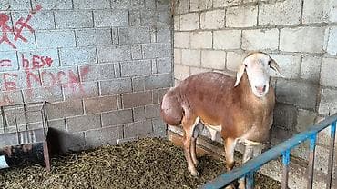 продам курей: Продаю | Баран (самец) | Для разведения | Племенные — 8