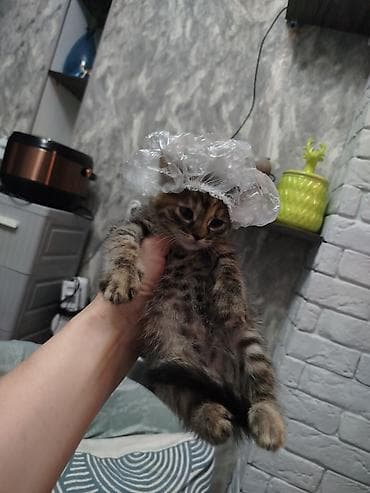 котятки: Кошка даром: Беспородная, Мальчик — 2