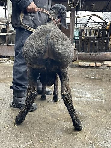 полша ат: Продаю | Баран (самец) | Арашан | На забой, Для разведения — 10