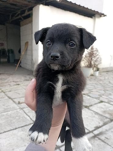 Щенки низкорослой дворняжки, возраст 2 месяца, бесплатно