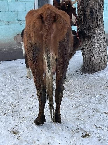 кочкор кара балта: Сатам | Уй (ургаачы) | Аргын | Сүт алуу үчүн | Музоологондон кийин — 9
