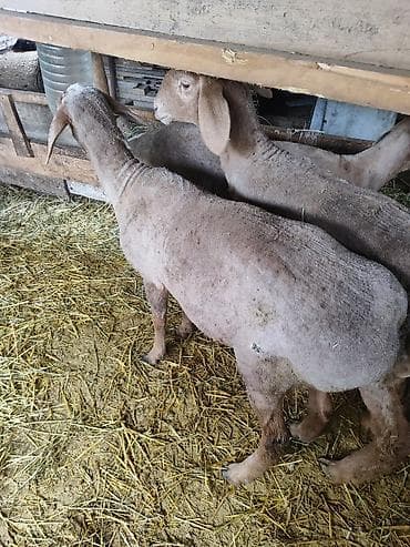 купить ястреба для охоты: Продаю | Овца (самка) | Для разведения | Матка — 3