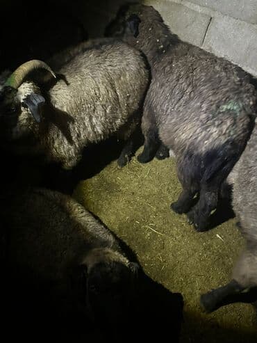 карликовый пудель сколько стоит: Продаю | Козёл (самец) | Для разведения | Племенные — 6