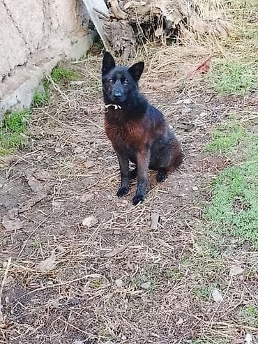 Собака даром: Дворняжка, 7 месяцев, Самка, С прививкой