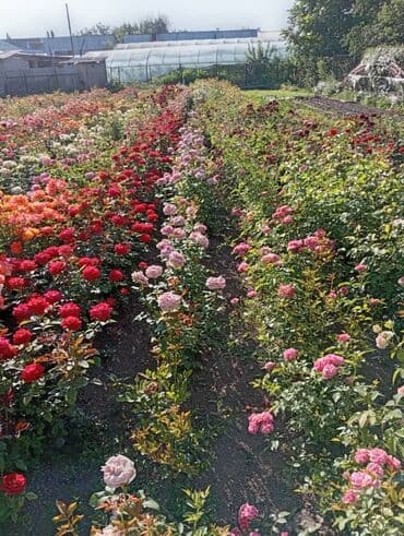 цветы искусственные бишкек: Көчөттөр гүлдүн: Розалар — 2