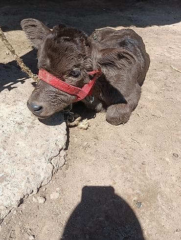 Животные: Продаю | Корова (самка) | Для молока | Привязанные — 6