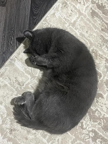 Аквариумдар: Британ кыска жүндүү, 1 жаш, Эркек, Боз, Лотокко барууга үйрөтүлгөн — 1