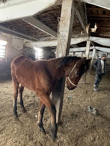 Лошади, кони: Продаю | Жеребенок | Дончак, Полукровка | Для разведения — 3