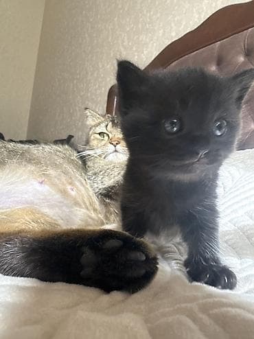 вязка кот: Котята от британской кошки (на фото мама). Особенности: - — 7