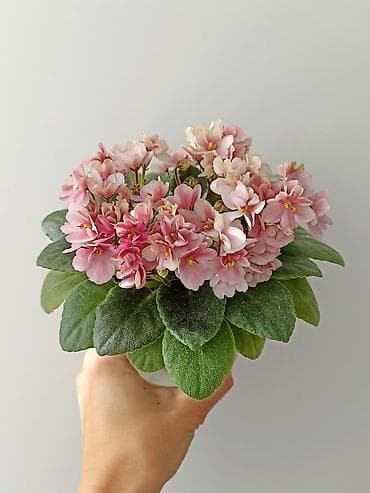 глоксиния: В продаже детки,пасынки сортовых мини и полумини фиалок 🌺🌿🌺 — 9