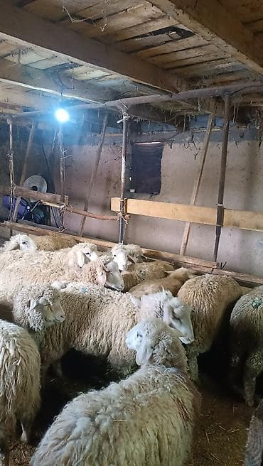 Услуги ветеринара: Продаю | Ягненок | Меринос | Для разведения | Ярка — 1