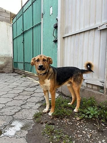 10 месяцев, Самец, С прививкой at lalafo.kg 10 месяцев, Самец, С прививкой