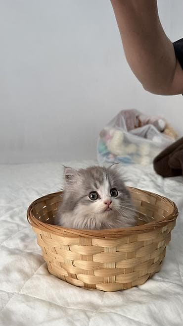 продам котят шотландских: Продаются пушистые шотландские котята, длинношерстные, окрасы: серый — 6