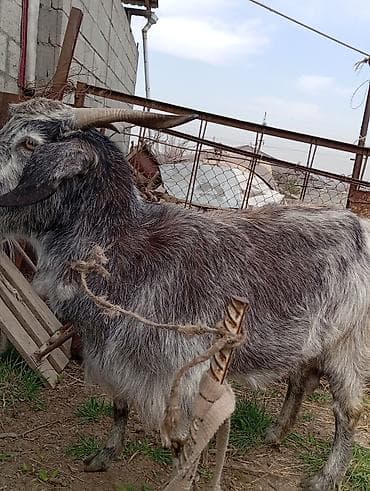 двойные козы: Продаю | Коза (самка) | Для разведения — 3