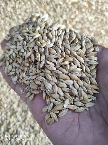 Ячмень (арпа) цена 23,50 Сорт прерия 1-я репродукция - Цельное зерно