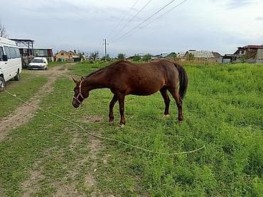 ат алам: Продаю | Кобыла (самка) | Дончак | Рабочий | Племенные — 5