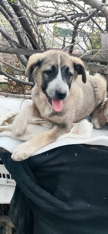 Собака даром: 4 месяца, Самка, С прививкой